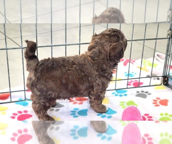 Medium Photo #5 ShihPoo Puppy For Sale in ORO VALLEY, AZ, USA