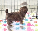 Small #4 ShihPoo