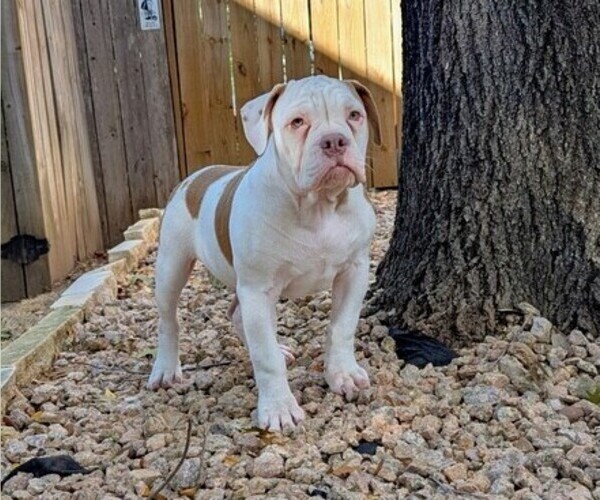 Medium Photo #1 Olde English Bulldogge Puppy For Sale in AUSTIN, TX, USA