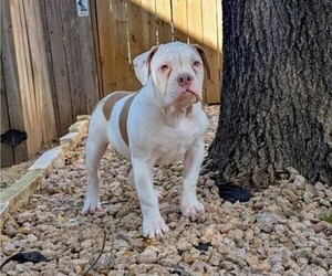 Olde English Bulldogge Puppy for Sale in AUSTIN, Texas USA