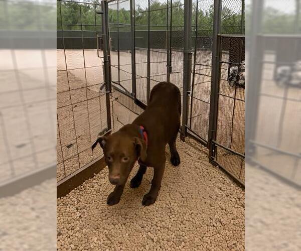 Medium Photo #1 Labrador Retriever Puppy For Sale in Tallahassee, FL, USA