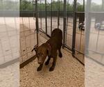 Small Labrador Retriever