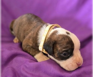 Boxer Puppy for Sale in VICTORIA, Texas USA