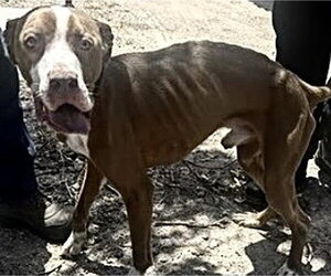 Mutt Dogs for adoption in Houston, TX, USA