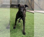 Small #4 Labrador Retriever Mix