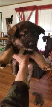 Medium Photo #2 Akita Puppy For Sale in BROOKSIDE, PA, USA