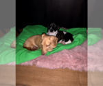 Small #1 Dachshund
