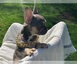 Small Photo #13 French Bulldog Puppy For Sale in HILLSBORO, OR, USA