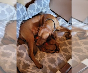 Vizsla Puppy for sale in COATESVILLE, PA, USA