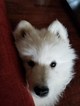 Puppy 0 Samoyed