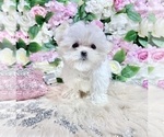 Small Photo #34 Maltese Puppy For Sale in HAYWARD, CA, USA