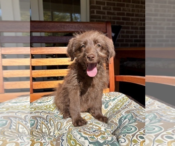 Medium Photo #2 Labradoodle Puppy For Sale in NOBLESVILLE, IN, USA