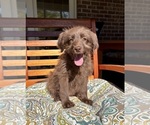 Chloe - Female Labradoodle Puppy for Sale - Photo #2