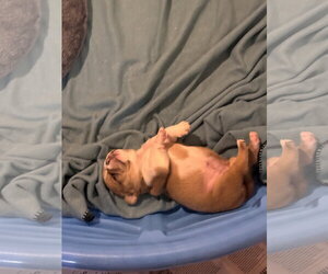 Chia - Female Olde Bulldog Dog for Adoption - Photo #5