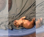 Small Photo #5 Olde Bulldog Puppy For Sale in Sanford, FL, USA