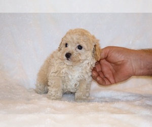 Poodle (Toy) Puppy for sale in DYERSBURG, TN, USA