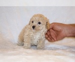 Small Poodle (Toy)