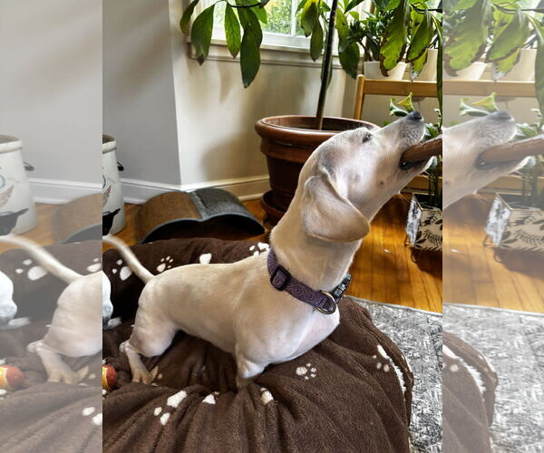 Medium Photo #4 Chiweenie Puppy For Sale in St. Louis Park, MN, USA