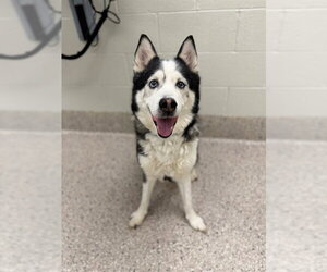 Siberian Husky Dogs for adoption in Brighton, CO, USA