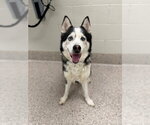 Small Siberian Husky