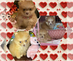 Small #1 Pomeranian