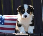 Puppy Puppy 4 American Corgi