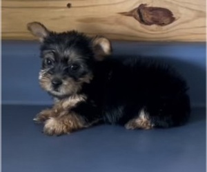 Yorkshire Terrier Puppy for sale in BELDEN, MS, USA