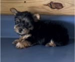 Small Yorkshire Terrier