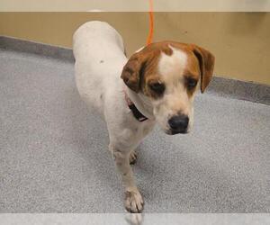 Beagle-Unknown Mix Dogs for adoption in Orange, CA, USA