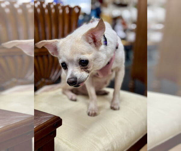 Medium Photo #4 Chihuahua-Unknown Mix Puppy For Sale in Mundelein, IL, USA