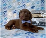 Small Photo #2 Labrador Retriever Puppy For Sale in LANCASTER, PA, USA