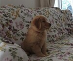 Small #7 Golden Retriever