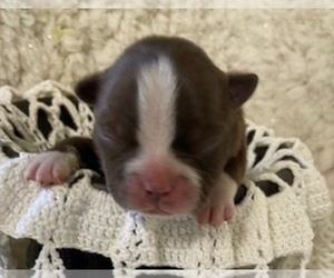 Boston Terrier Puppy for sale in WILSONVILLE, OR, USA