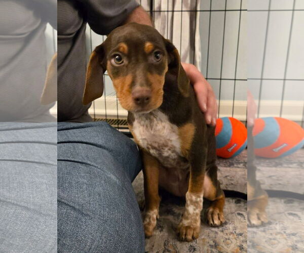 Medium Photo #2 Miniature Pinscher-Unknown Mix Puppy For Sale in New London, WI, USA