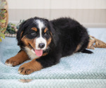 Small Photo #36 Bernese Mountain Dog Puppy For Sale in BIRD IN HAND, PA, USA