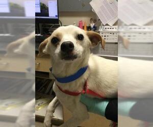 Chihuahua Dogs for adoption in Riverside, CA, USA