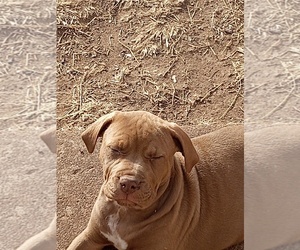 Puppy for sale in LAWTON, OK, USA