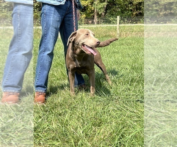 Medium Photo #1 Labrador Retriever Puppy For Sale in NEOLA, WV, USA