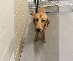 Labsky Dogs for adoption in Waco, TX, USA