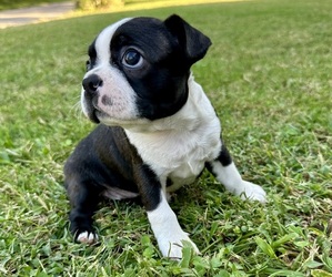 Boston Terrier Puppy for sale in GARFIELD, AR, USA