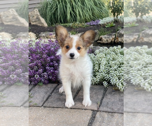 Medium Photo #4 Papillon Puppy For Sale in CANOGA, NY, USA