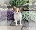 Small #3 Papillon