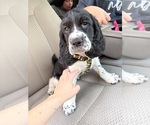Puppy Collar English Springer Spaniel