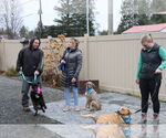 Small Photo #38 Labrador Retriever-Unknown Mix Puppy For Sale in Sebec, ME, USA