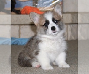 Pembroke Welsh Corgi Puppy for sale in BLAND, MO, USA