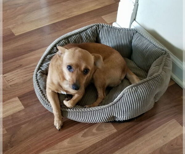 Medium Photo #2 Chihuahua Puppy For Sale in Mount Laurel, NJ, USA