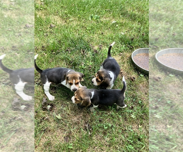 Medium Photo #6 Beagle Puppy For Sale in ELWOOD, IN, USA