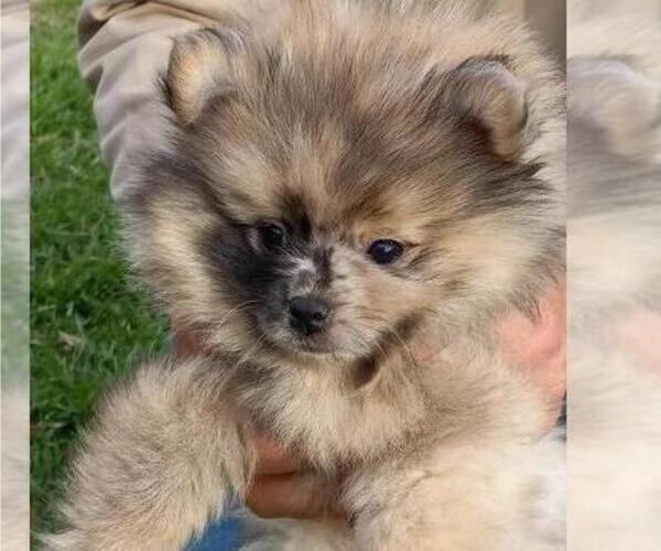 Medium Photo #4 Pomeranian Puppy For Sale in DECATUR, TX, USA