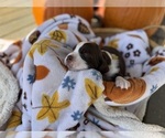 Small #3 English Springer Spaniel