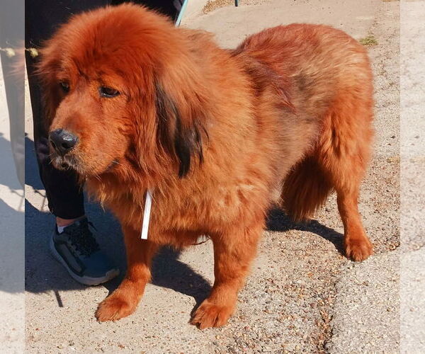 Medium Photo #2 Tibetan Mastiff Puppy For Sale in Kankakee, IL, USA